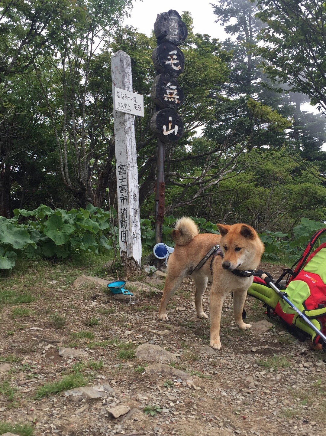 柴犬ゴンと山登り 毛無山 アーモンド小魚さんの毛無山 山梨県 静岡県 雨ヶ岳 竜ヶ岳の活動データ Yamap ヤマップ
