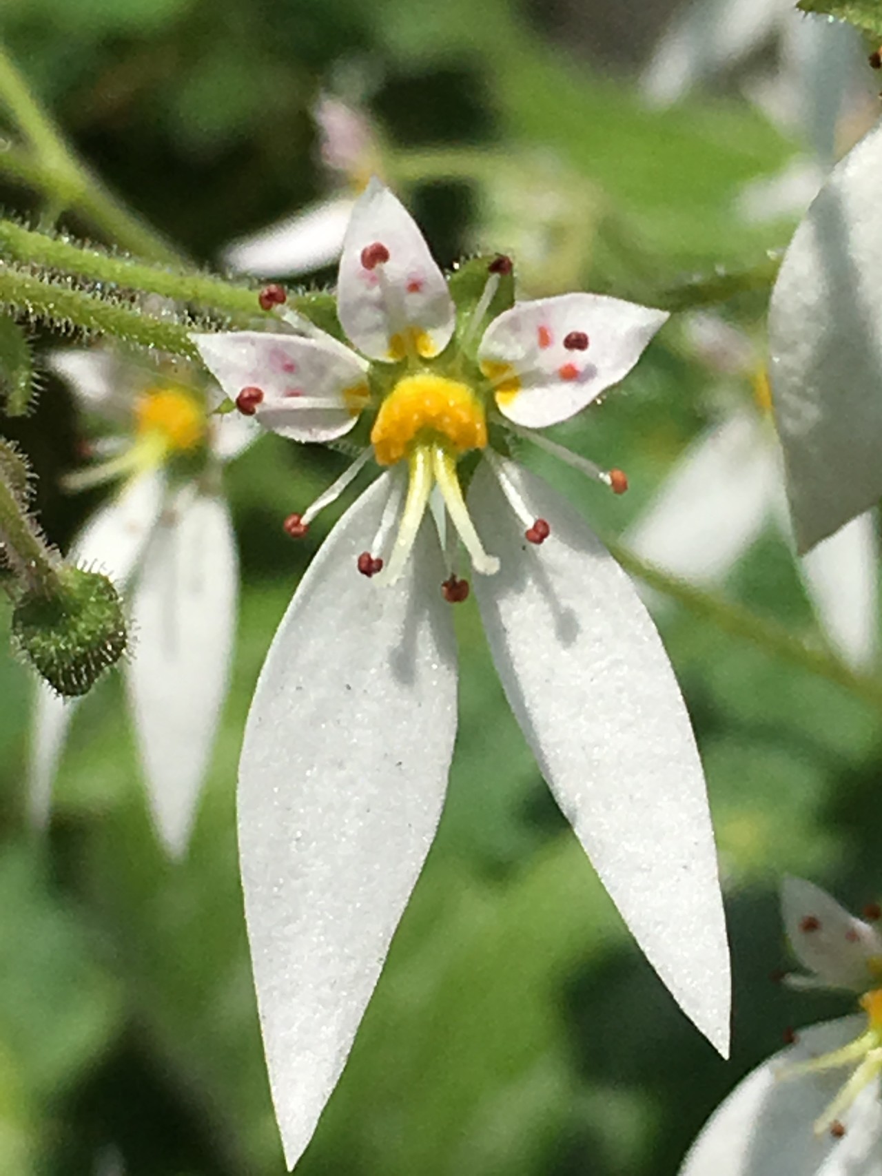 ポンポン山系花しらべ 6月 やまたいらさんのポンポン山 釈迦岳 小塩山 若山の活動日記 Yamap ヤマップ