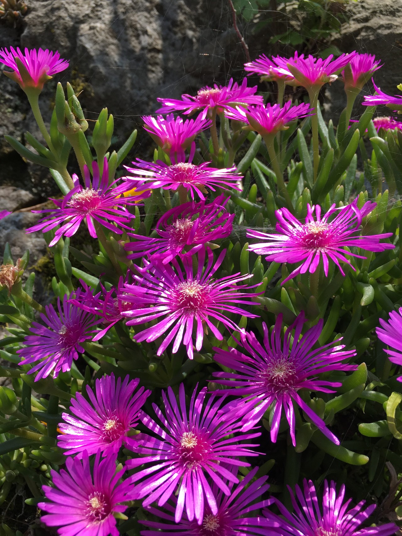 ポンポン山系花しらべ 6月 やまたいらさんのポンポン山 京都府 釈迦岳 小塩山 若山の活動日記 Yamap ヤマップ