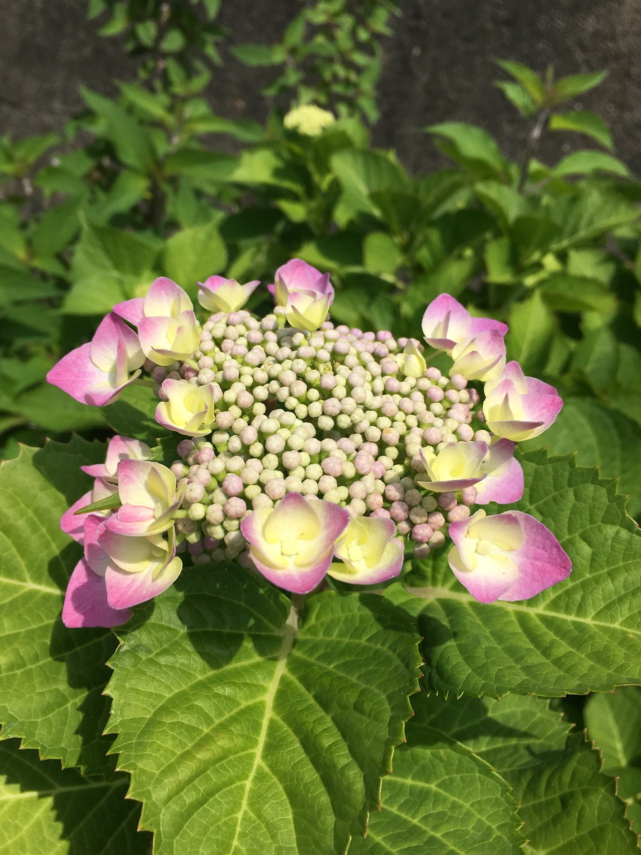 ポンポン山系花しらべ 6月 やまたいらさんのポンポン山 釈迦岳 小塩山 若山の活動日記 Yamap ヤマップ