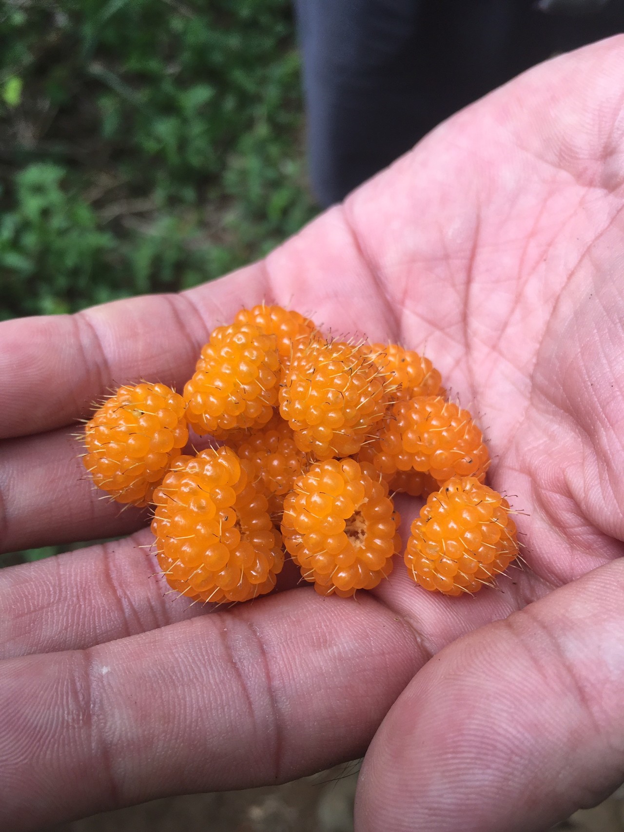 野いちごまつりの福智山 たじさんの福智山 尺岳 雲取山の活動データ Yamap ヤマップ