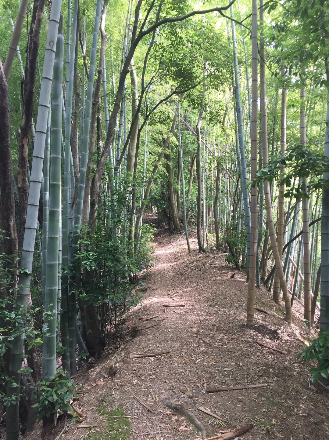 久々本宮山 / けいおっ山さんの大分市の活動データ YAMAP / ヤマップ