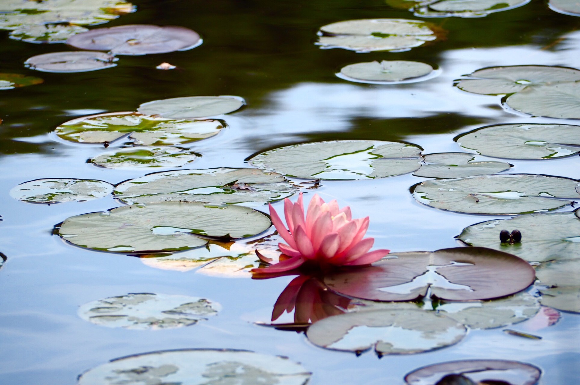 広島 極楽寺山 ６月の広島名物 極楽寺山の蓮と観音寺の紫陽花寺 O ちなさんの極楽寺山の活動データ Yamap ヤマップ