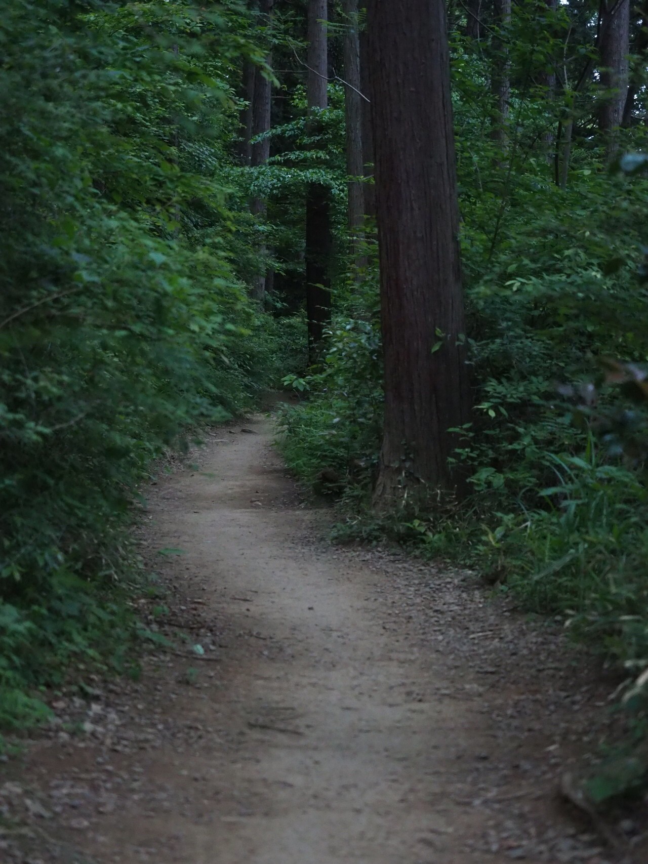 高尾山 夜登山 朝下山 Kenichさんの高尾山 陣馬山 景信山の活動データ Yamap ヤマップ