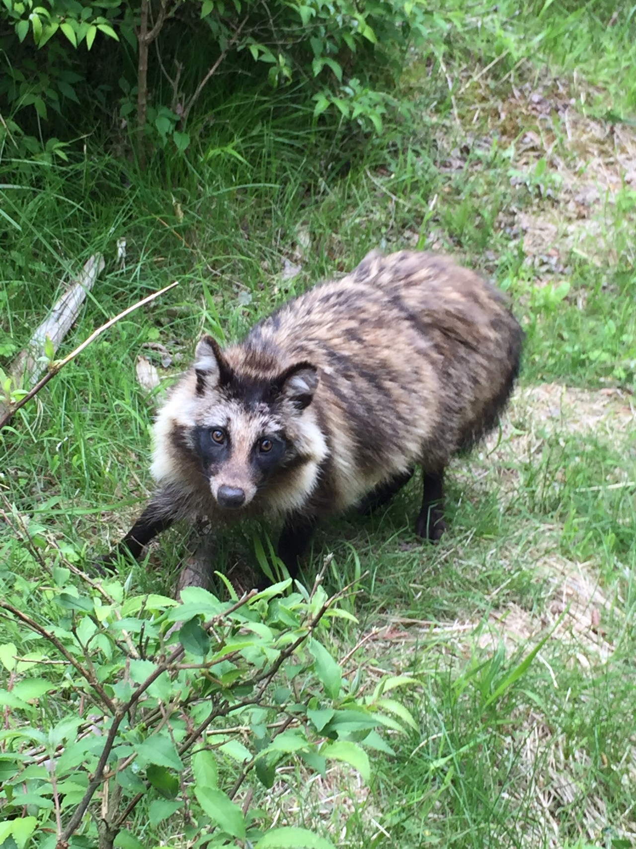 大山 神奈川県 山頂にタヌキ出没中 白州さんの大山の活動データ Yamap ヤマップ