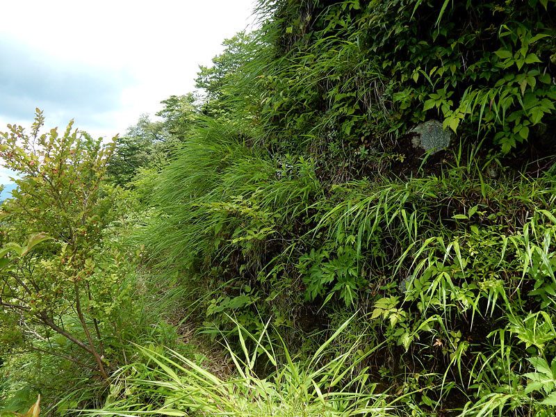 下ったところが悪かった 愛鷹山縦走 トプ ガバチョさんの愛鷹山 大岳 黒岳の活動日記 Yamap ヤマップ