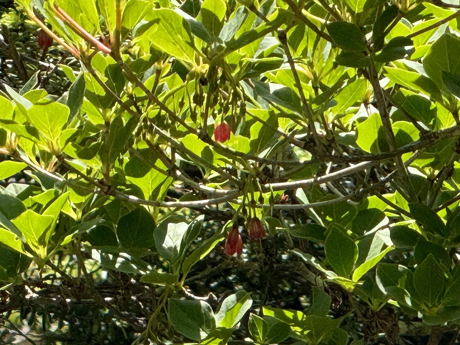 皇海山・袈裟丸山・庚申山 ドウダン🌸
