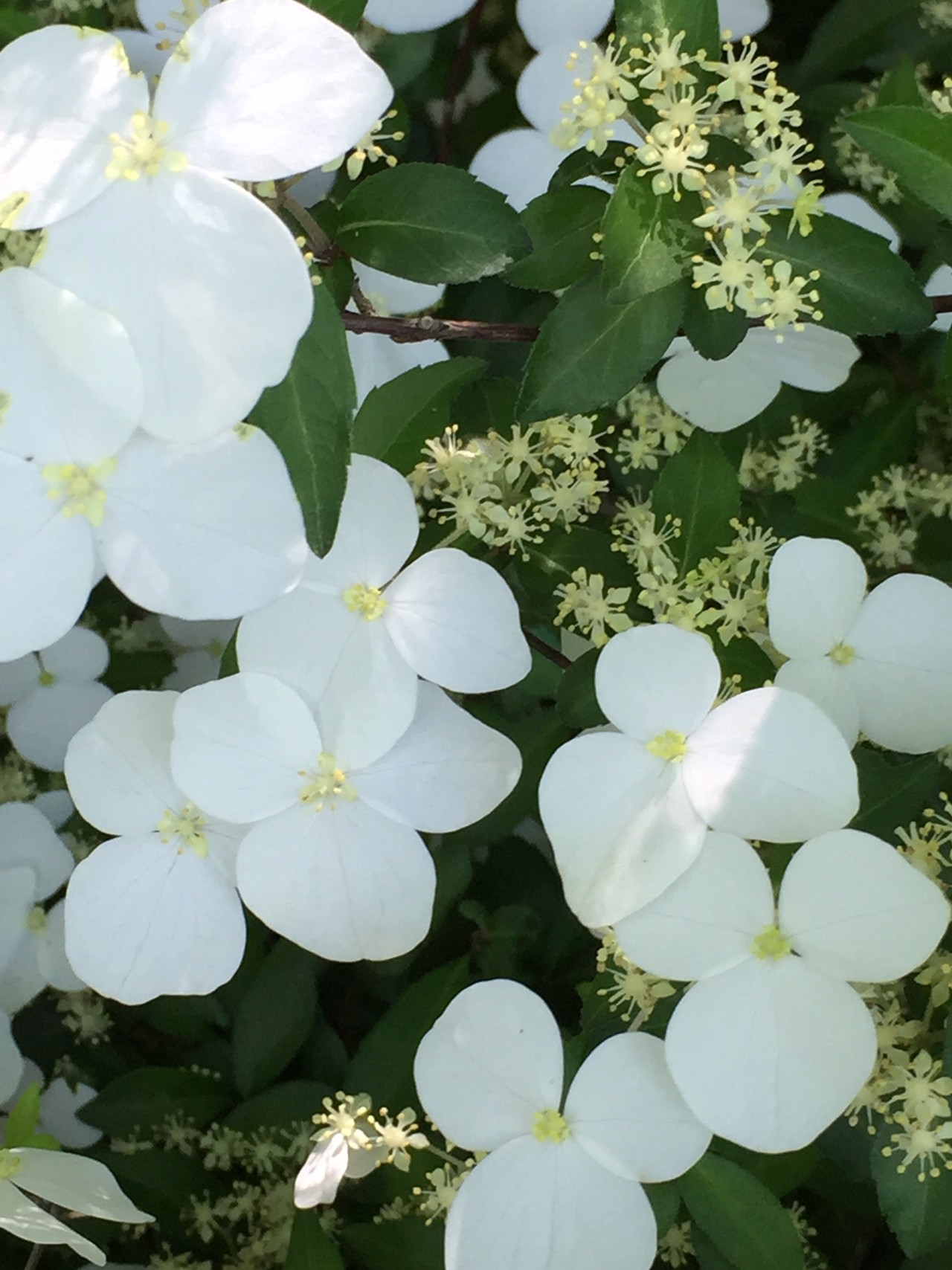 イチヤクソウの花を求めて とっこさんの九重山 久住山 大船山 星生山の活動日記 Yamap ヤマップ