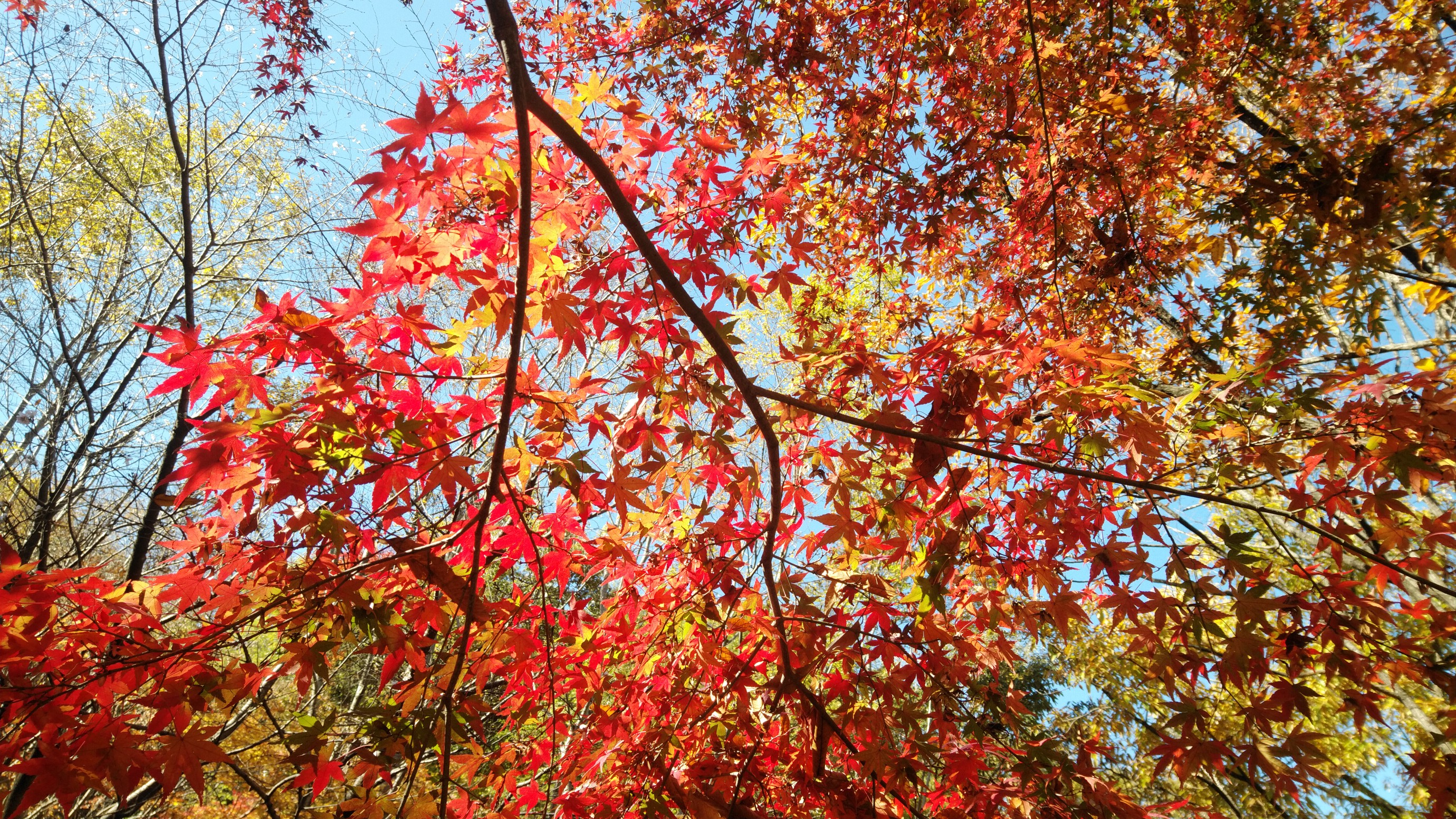 六甲山 後鉢巻山 水無山 大平山 譲葉山西峰 譲葉山南峰 譲葉山 岩倉山 Mnaさんの六甲山 長峰山 摩耶山の活動データ Yamap ヤマップ