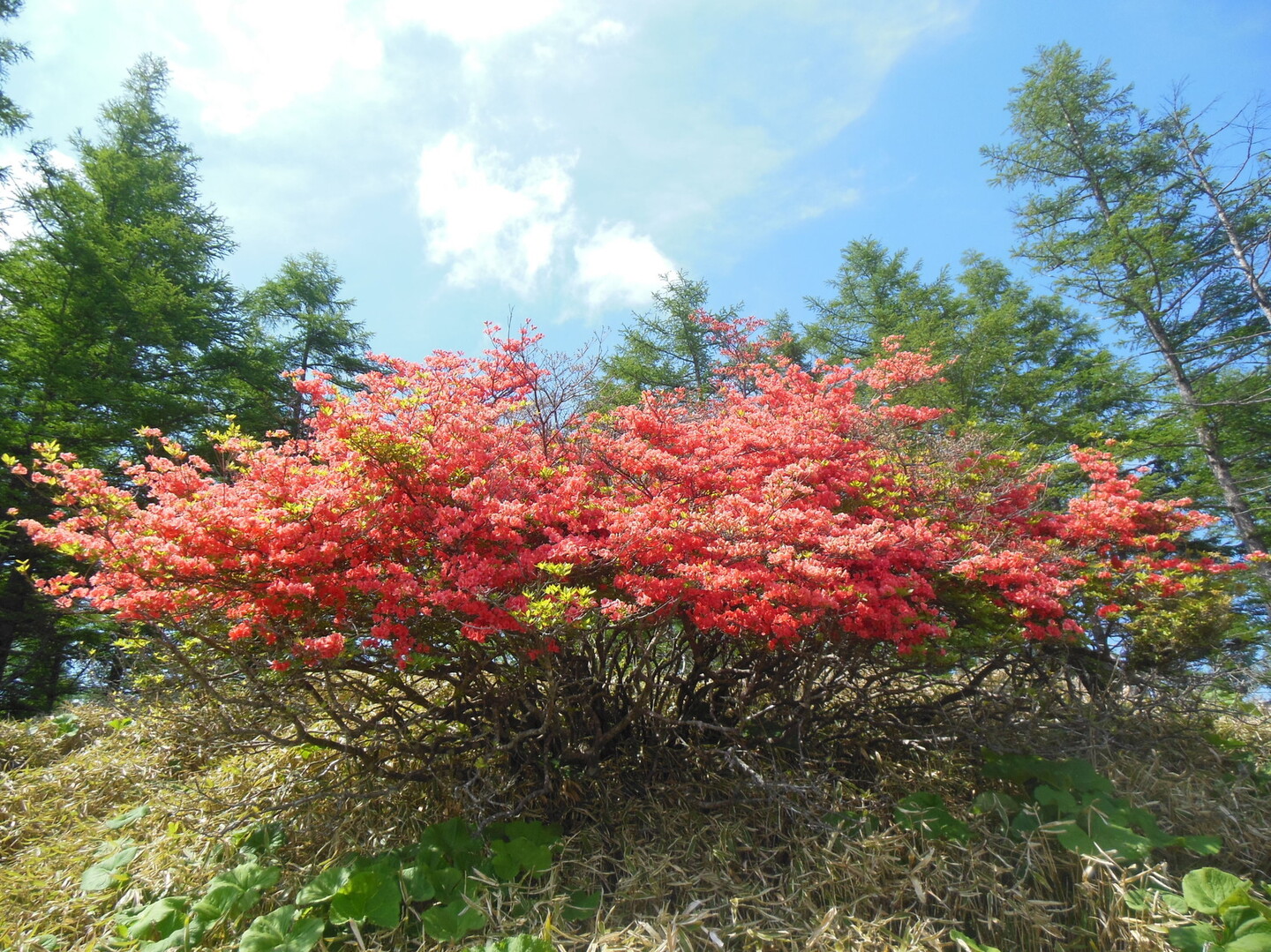 甘利山グリーンロッジ 広河原駐車場 甘利山 千頭星山 Skさんの鳳凰山 地蔵岳 観音岳 薬師岳の活動日記 Yamap ヤマップ