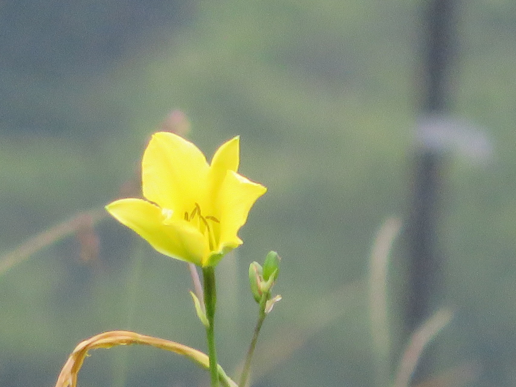 伊吹山 ３合目でリタイアをリタイア ひろちゃんのつれあいさんの伊吹山 伊吹高原 御座峰の活動日記 Yamap ヤマップ