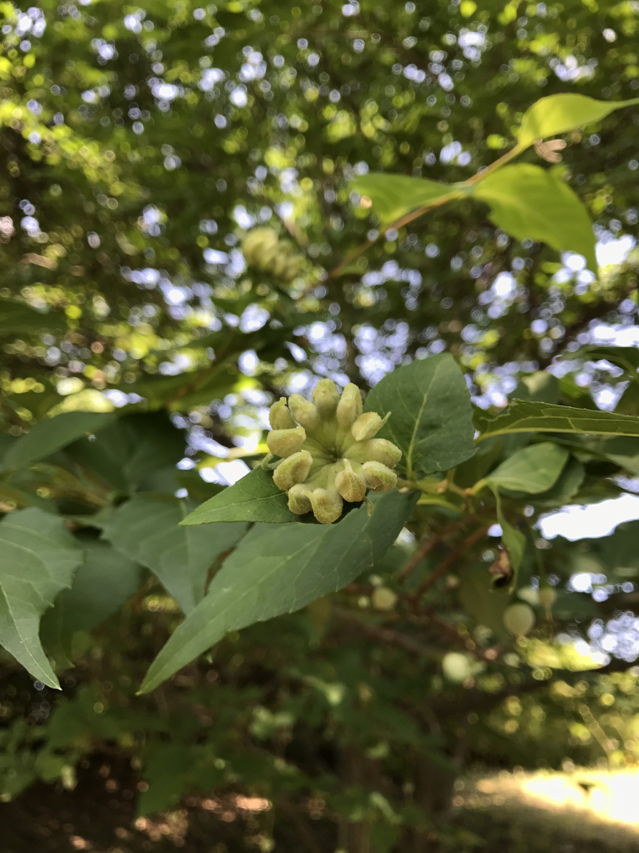 若葉台から向暑のよこやまの道へ ずおずおむさんの多摩市の活動日記 Yamap ヤマップ