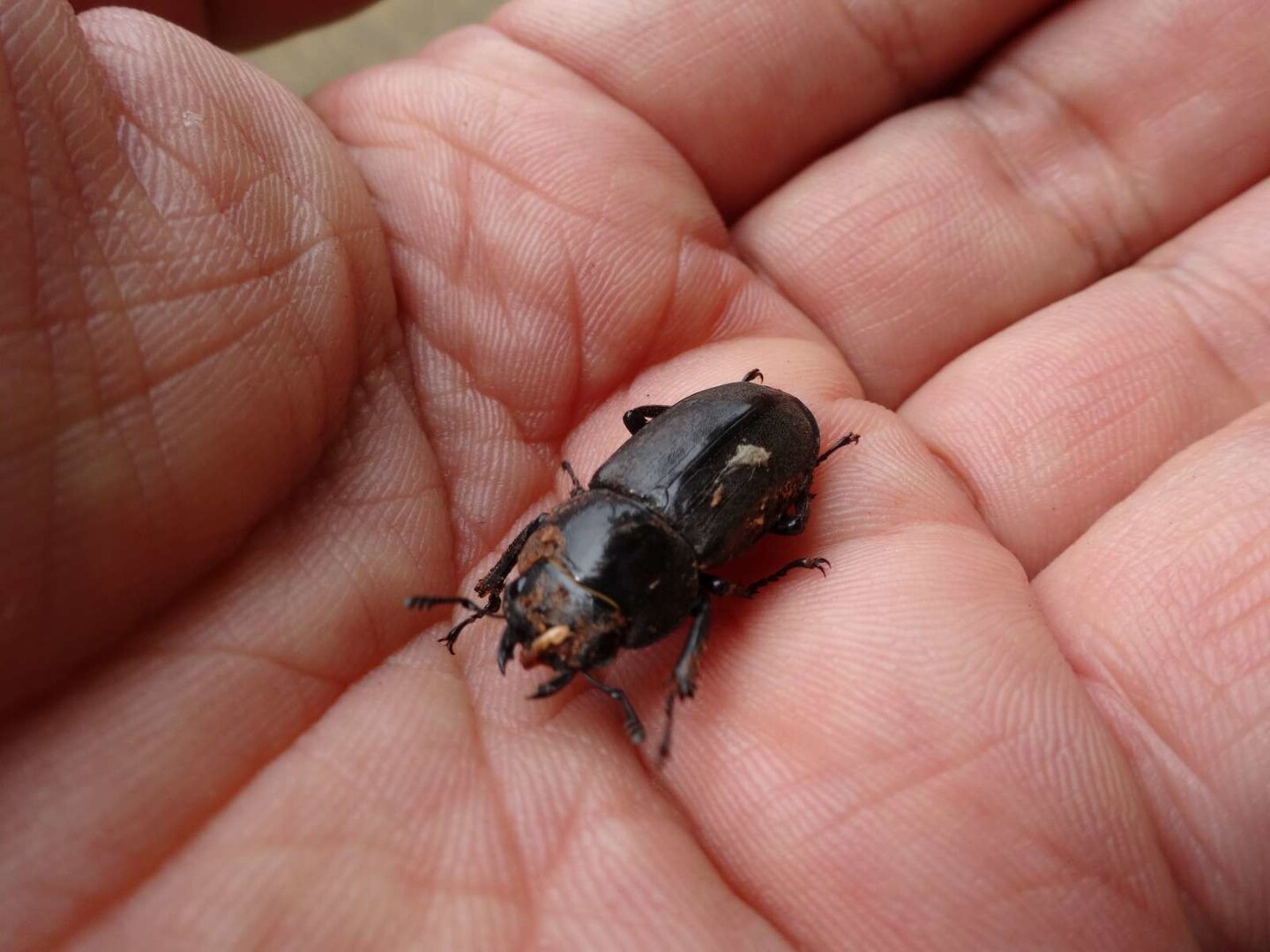 オオルリへの道 のはずが 荒津山さんの油山 荒平山 片縄山の活動日記 Yamap ヤマップ