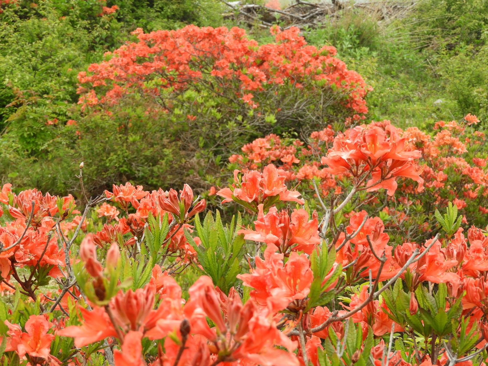 湯の丸高原つつじ祭り イベント くまさんの浅間山 黒斑山 篭ノ登山の活動データ Yamap ヤマップ