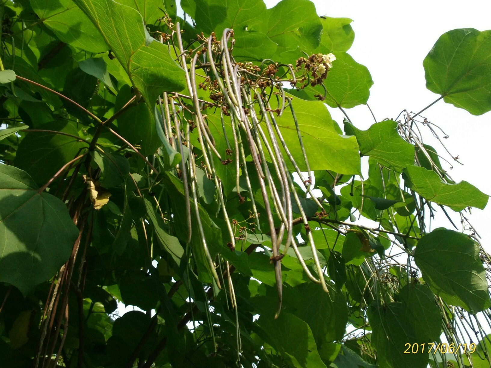 22度の高良山 かえりんさんの高良山 発心山 鷹取山の活動日記 Yamap ヤマップ