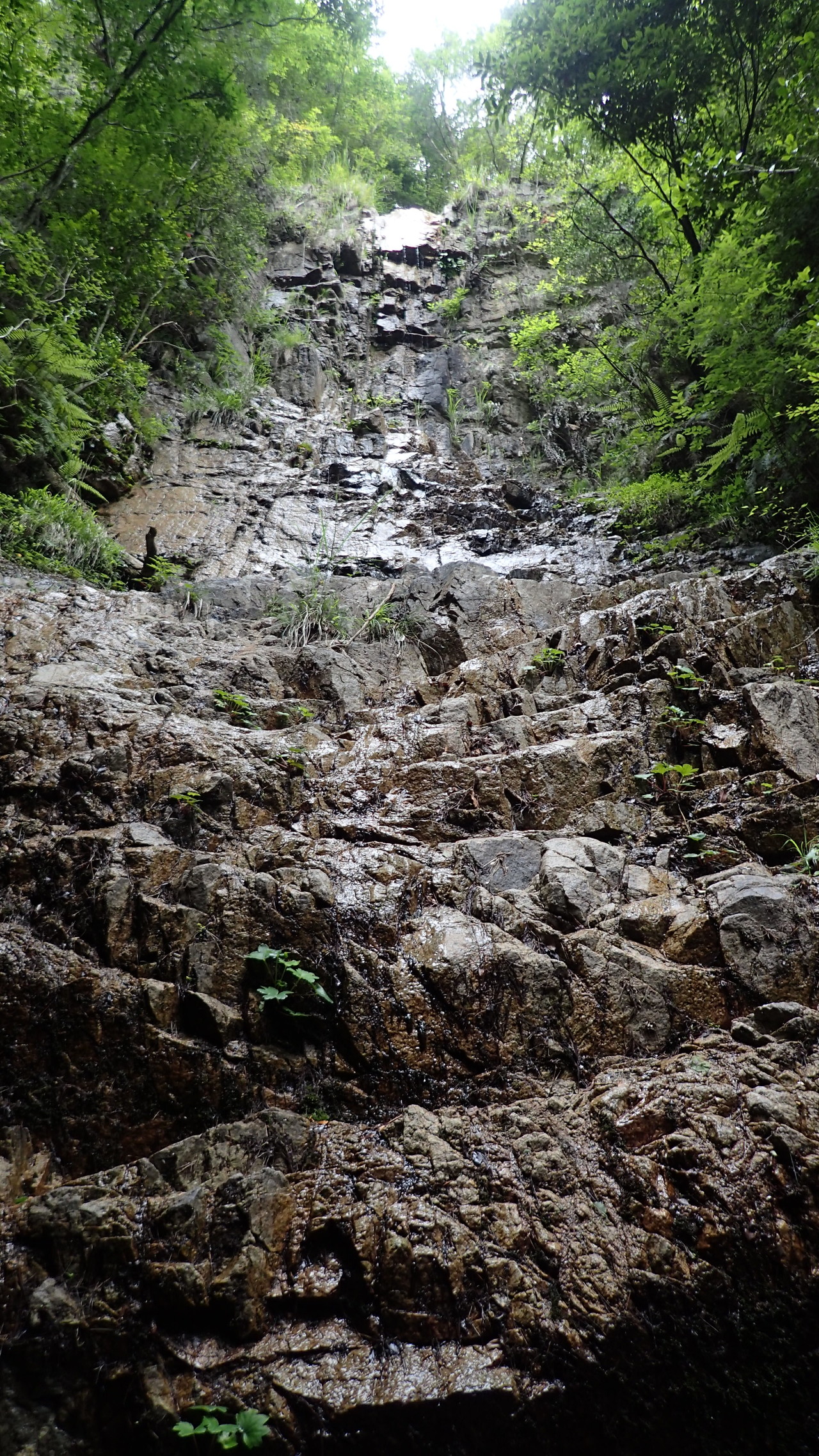 心躍る谷の朝練 六甲ハチノス谷 秀とろさんの六甲山 長峰山 摩耶山の活動日記 Yamap ヤマップ