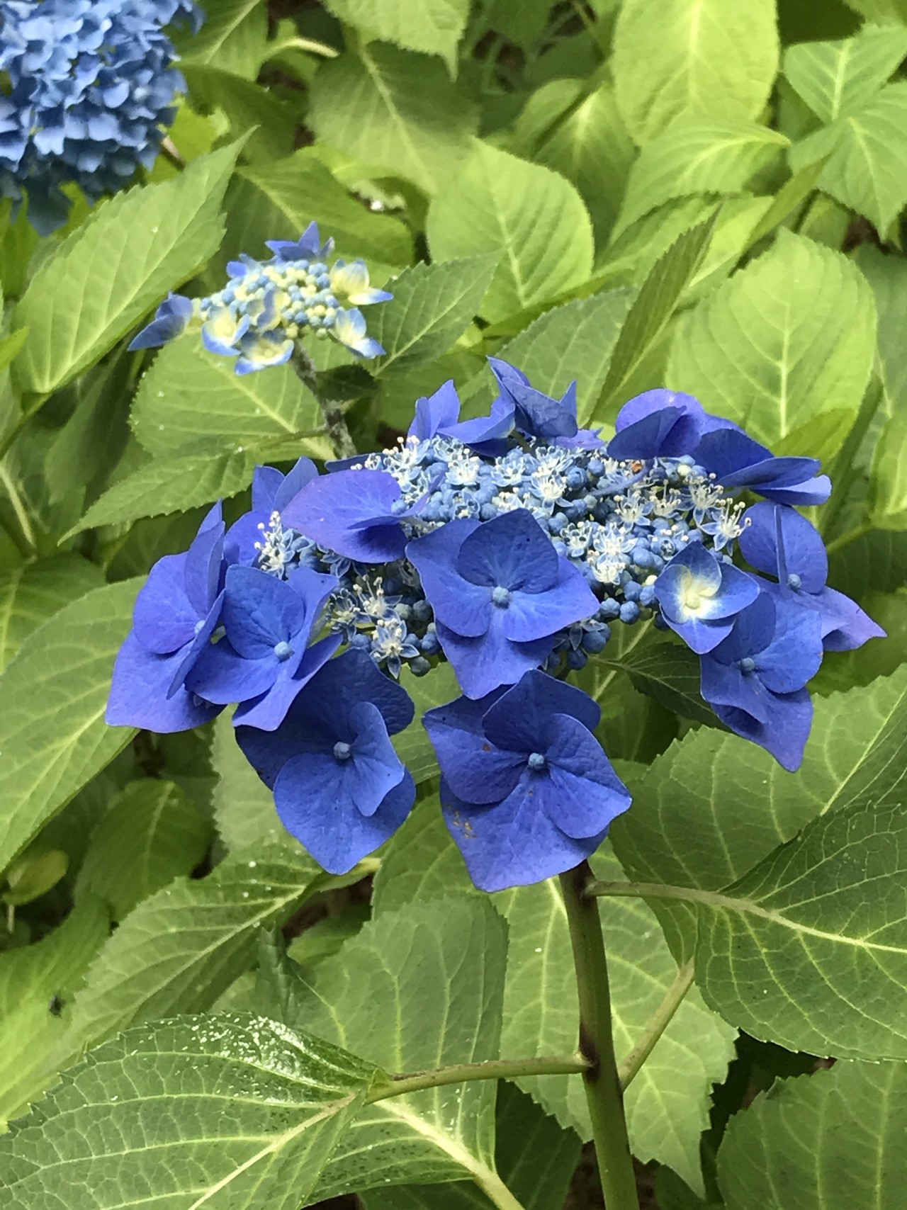 塩屋 旗振り山 鉄拐山 栂尾山 須磨離宮公園 やなさんの六甲山 長峰山 摩耶山の活動データ Yamap ヤマップ