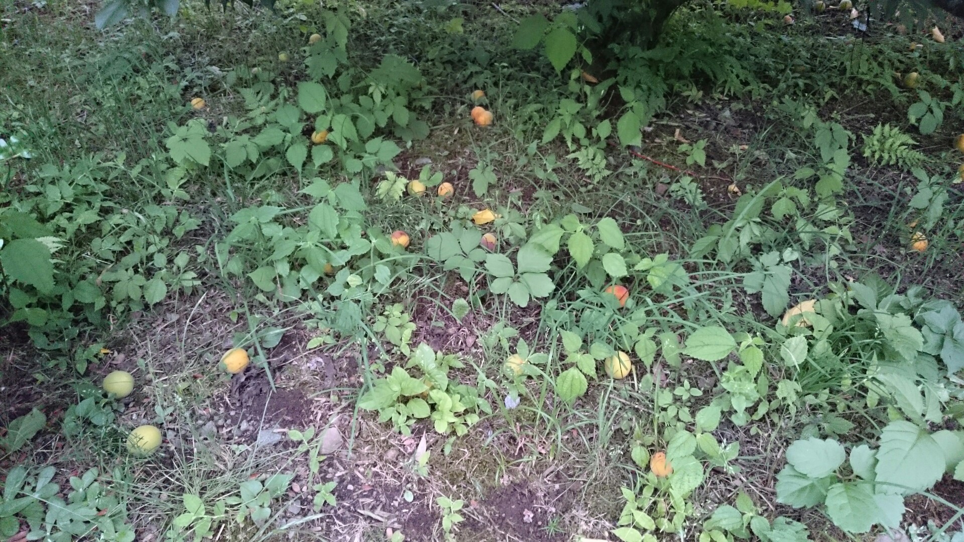 高尾山とホタル観賞 かなりんさんの高尾山 陣馬山 景信山の活動データ Yamap ヤマップ
