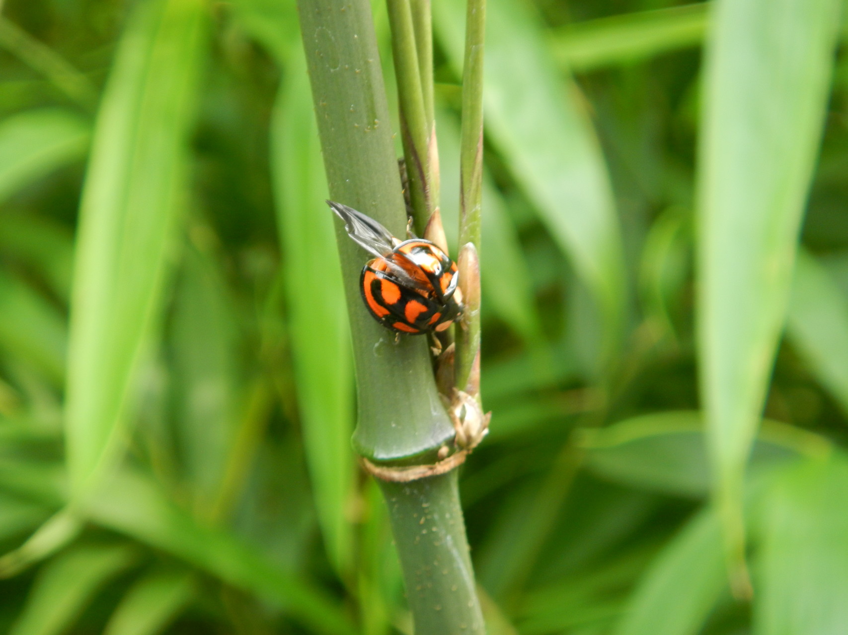 高尾山とホタル観賞 かなりんさんの高尾山 陣馬山 景信山の活動データ Yamap ヤマップ