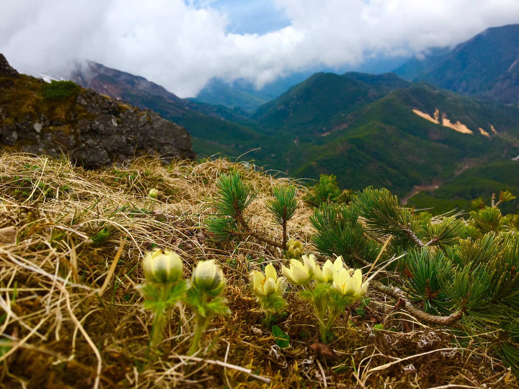 八ヶ岳 硫黄岳 横岳 ツクモグサが見たい Reiさんの八ヶ岳 赤岳 硫黄岳 天狗岳 の活動データ Yamap ヤマップ