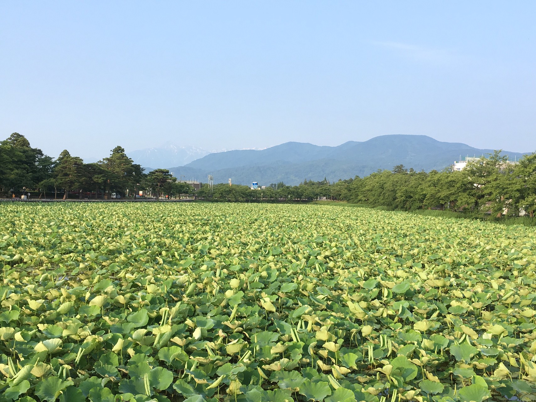 新潟県上越 高田城公園 蓮三昧ラン でんろくさんの金谷山の活動日記 Yamap ヤマップ