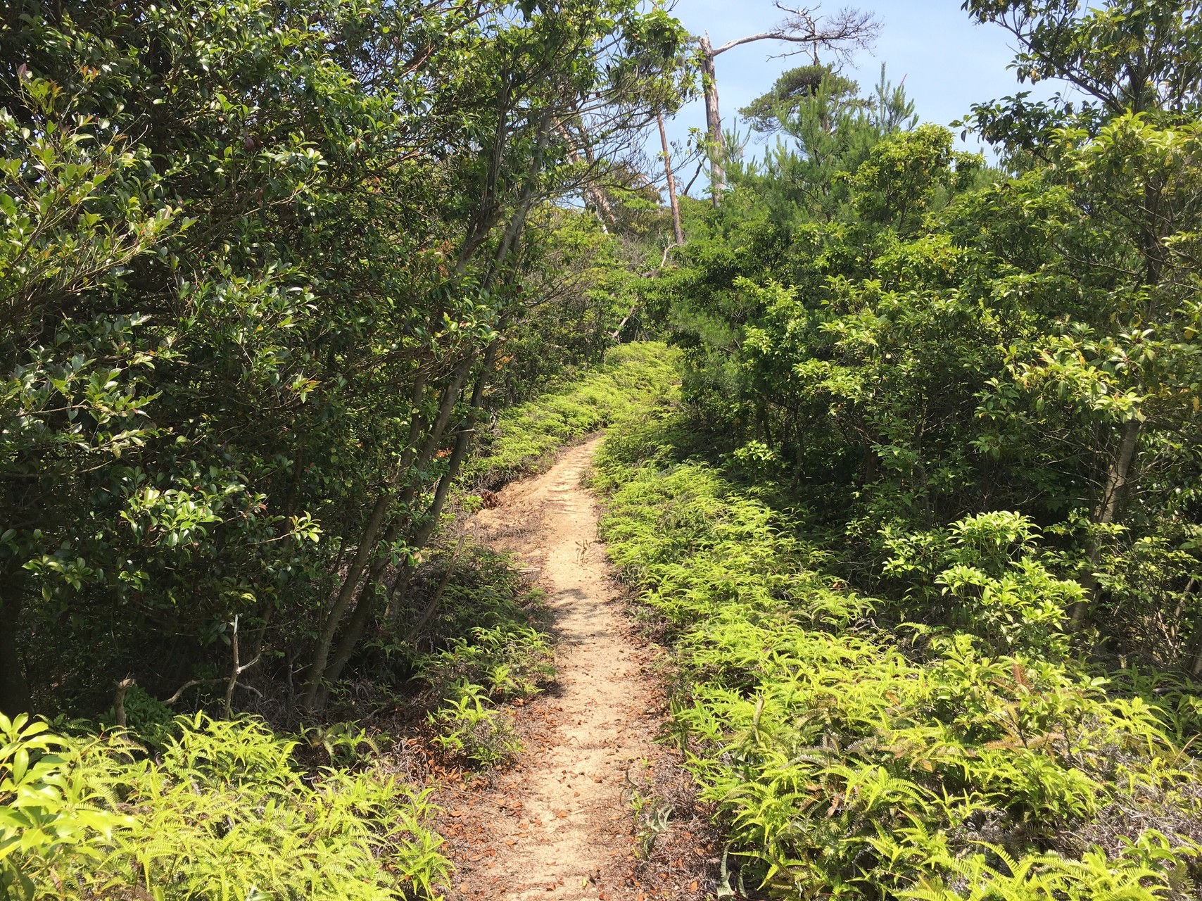弥山 安芸の宮島 を大元ルートで Water Quenchさんの宮島 厳島 弥山の活動日記 Yamap ヤマップ