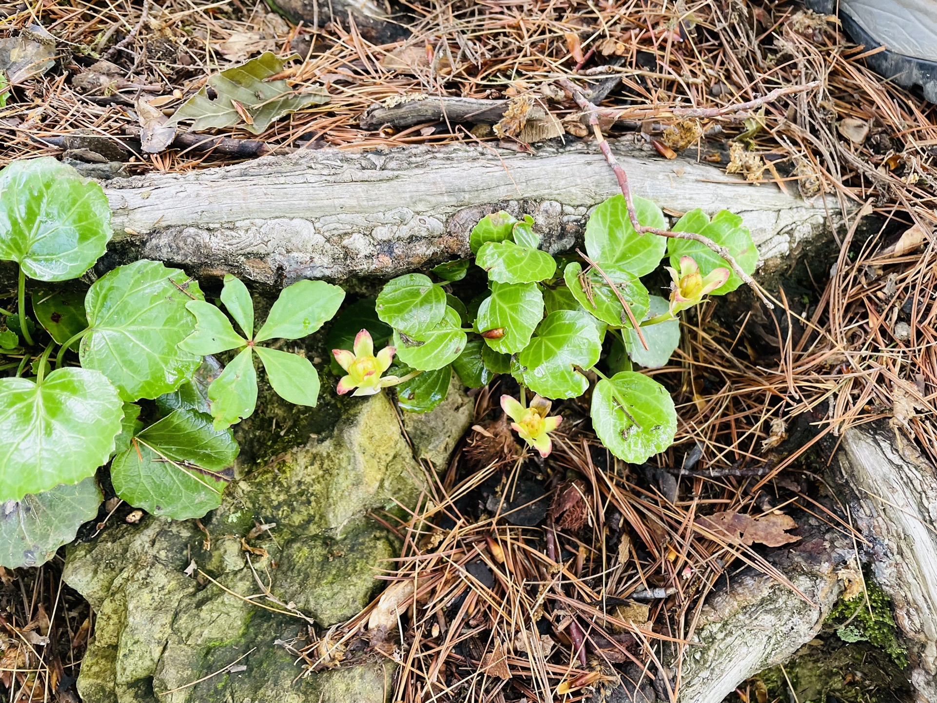 Google先生もわかりません。