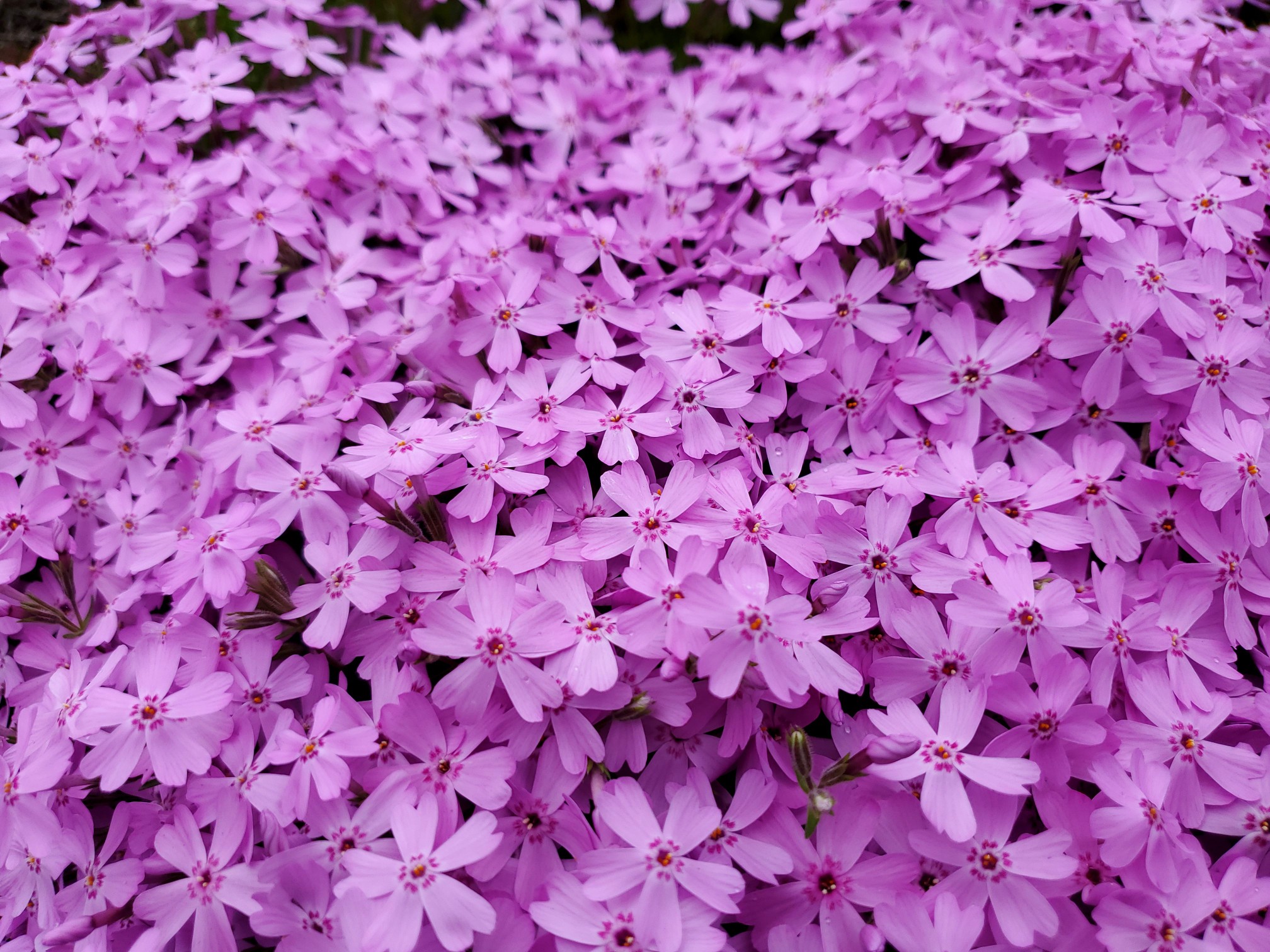 魚沼芝桜まつり 花と緑と雪の里公園 に行 こんじいさんのモーメント Yamap ヤマップ