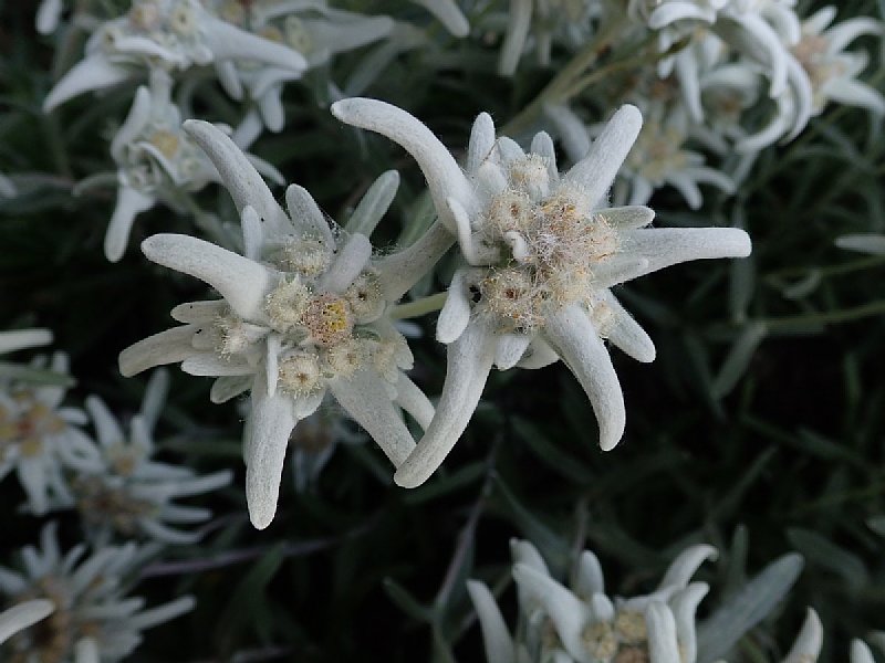 ドロミテでであった花 T Mさんのサンモリッツの活動日記 Yamap ヤマップ