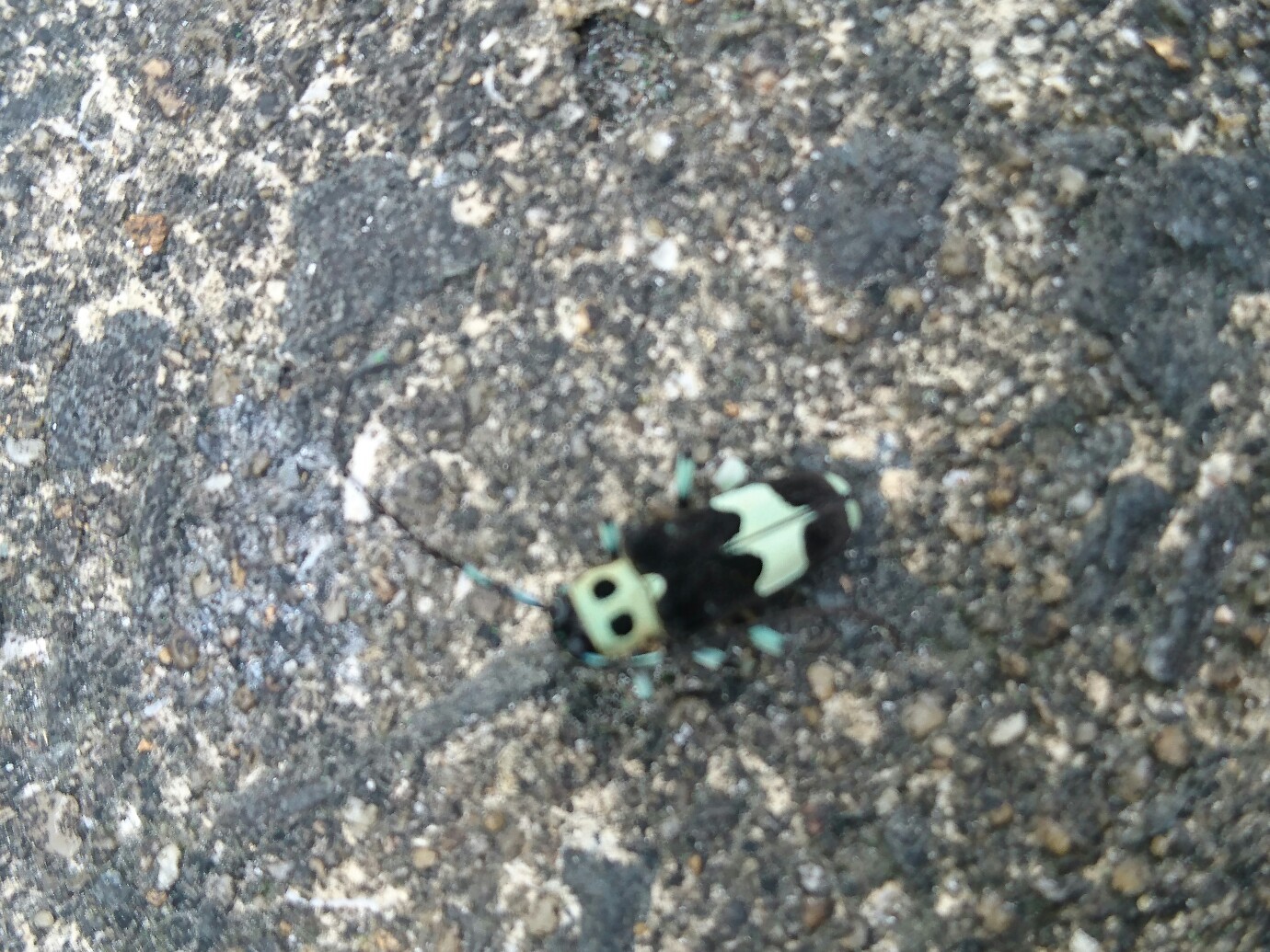 只それだけの事 Toshiyaさんの 公式 福岡市 防災情報含む の活動日記 Yamap ヤマップ