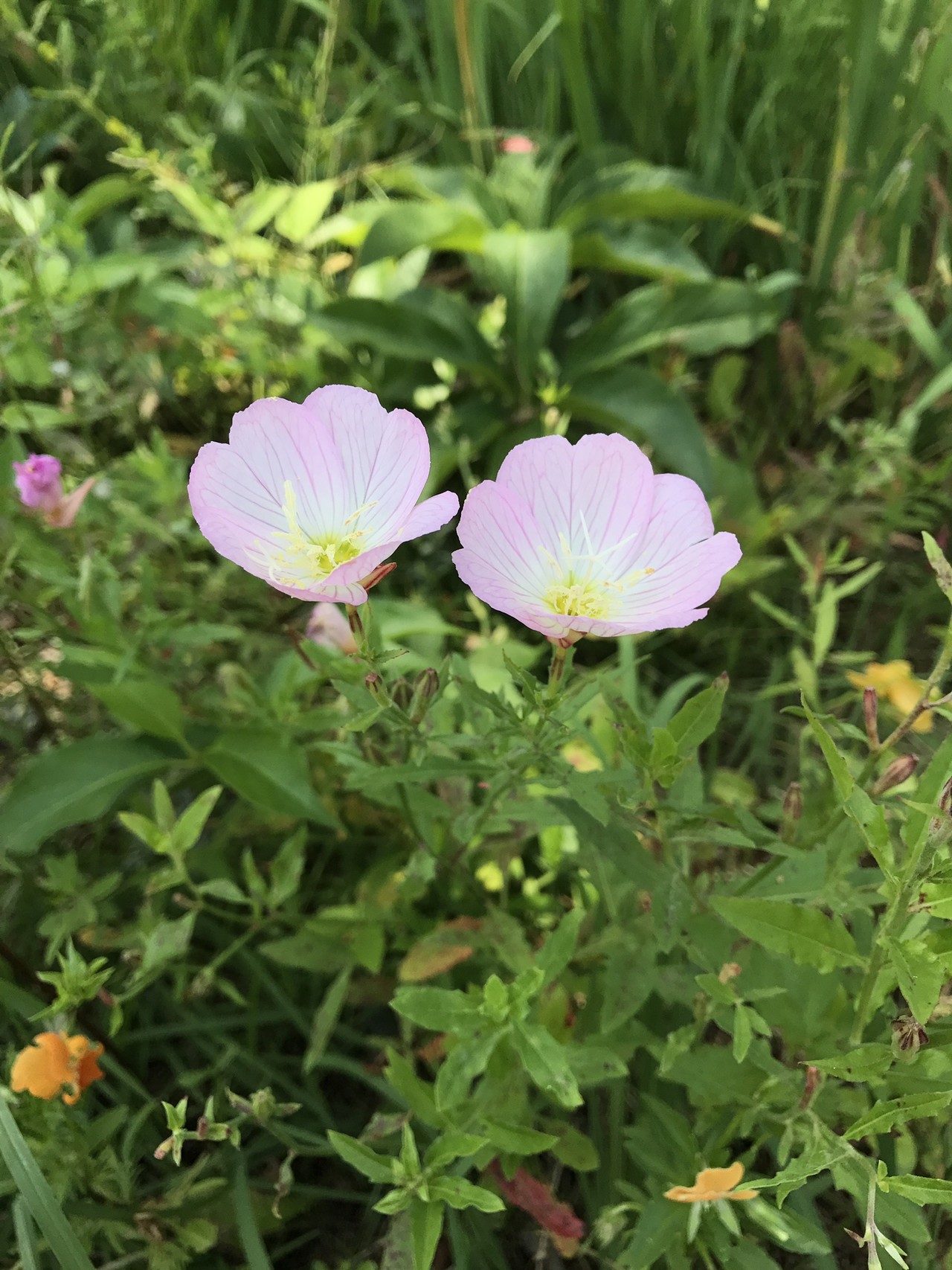 南大沢駅から向夏の小山内裏公園へ Yamap ヤマップ