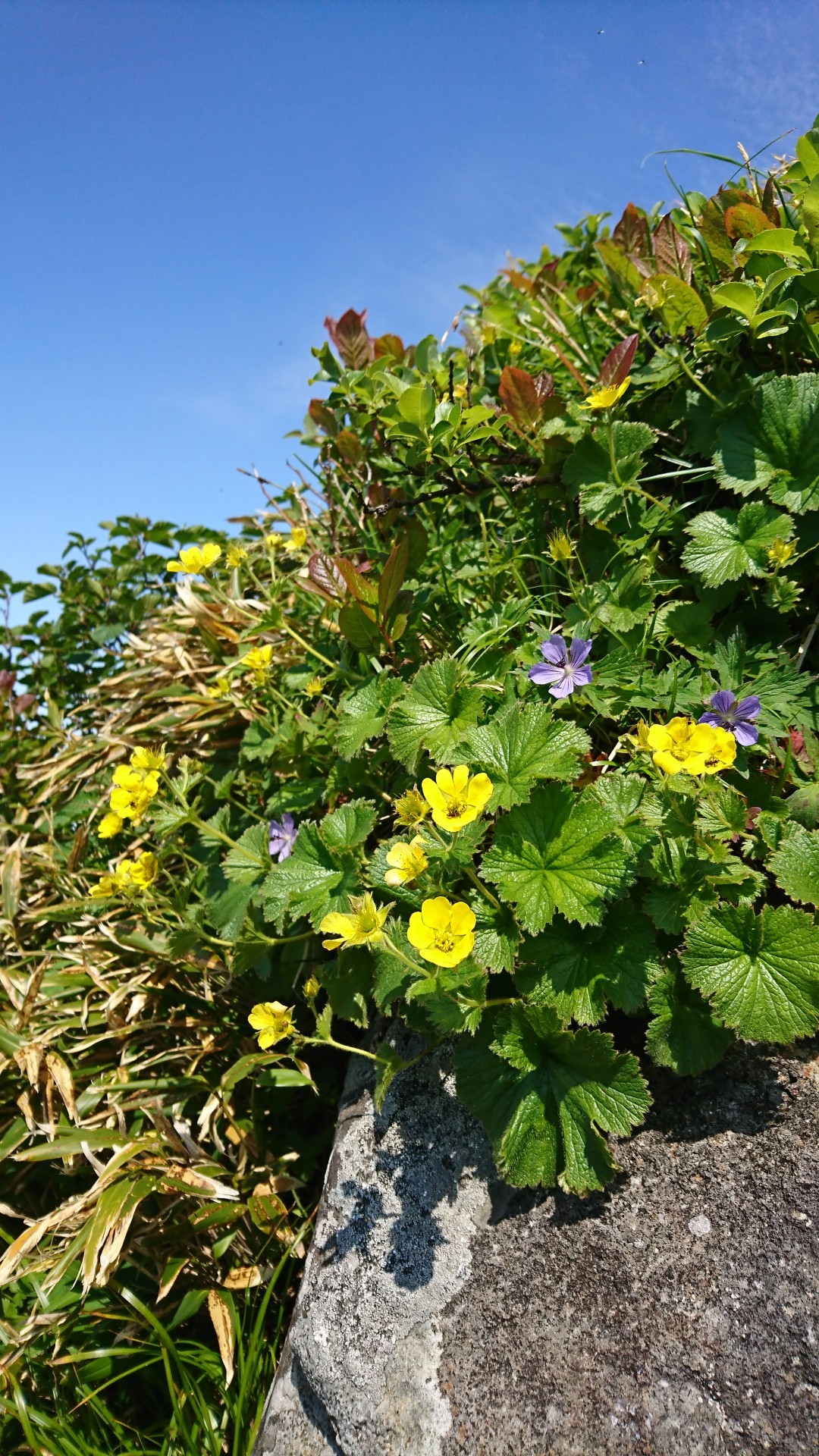 花のオロフレ山 タケノコの来馬岳 やちこさんのオロフレ山 来馬岳の活動日記 Yamap ヤマップ