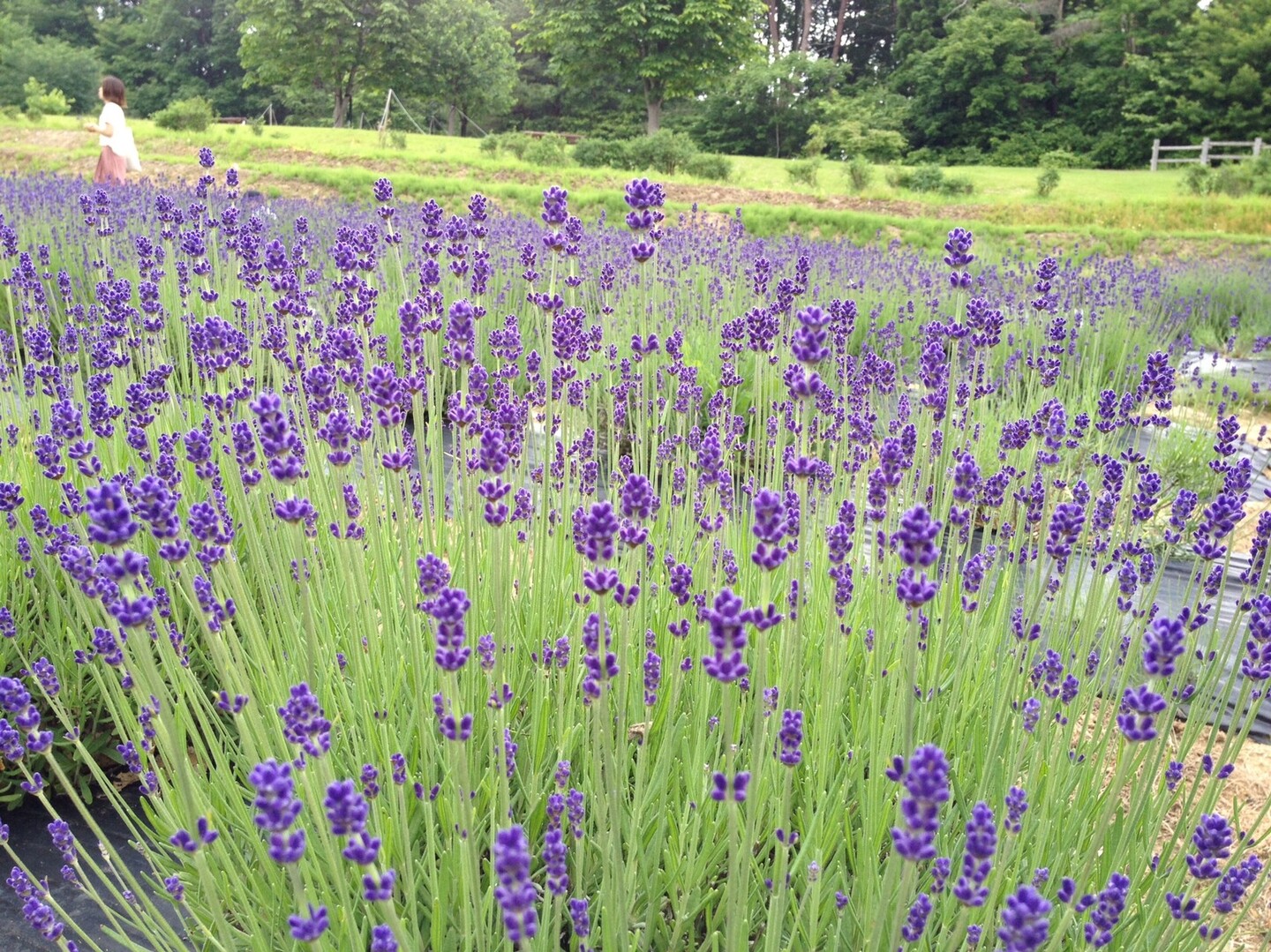 山辺町 玉虫ラベンダー園 山形市の写真2枚目 きれいなラベンダー Yamap ヤマップ