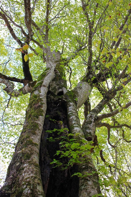 若葉の山毛欅 ブナ の森を歩く 谷山 安蔵山 余呉トレイル よねじさんの大黒山の活動データ Yamap ヤマップ