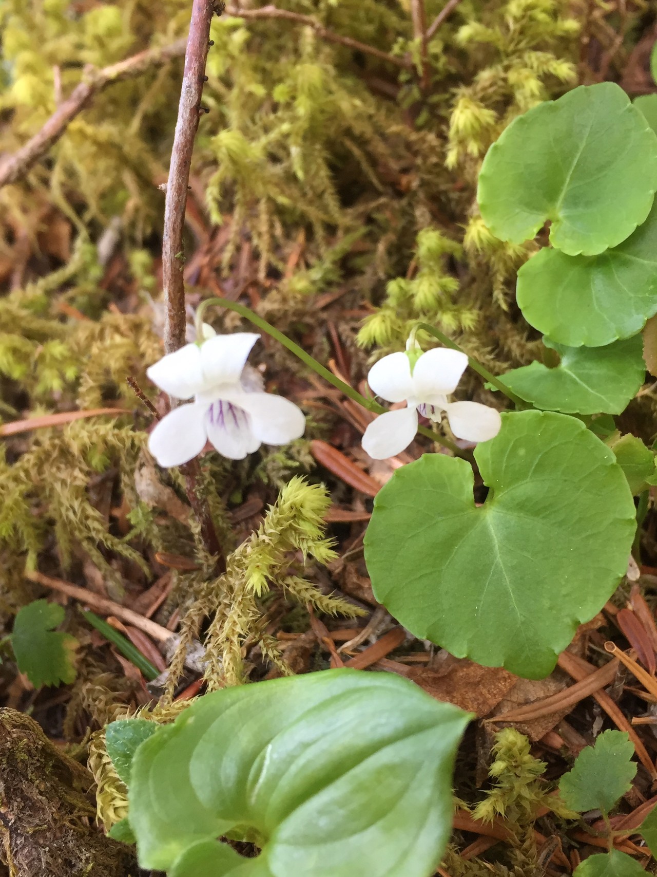 梅雨の晴れ間に編笠山 Yuko さんの八ヶ岳 赤岳 硫黄岳 天狗岳 の活動日記 Yamap ヤマップ