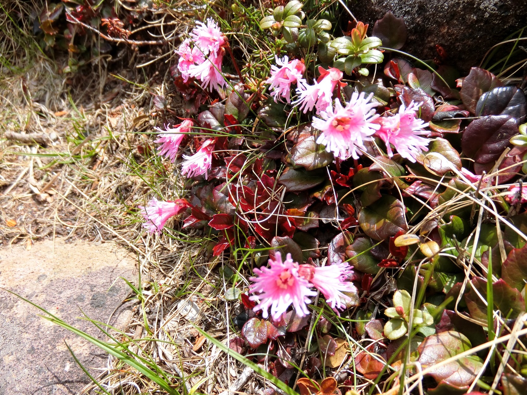 梅雨の晴れ間に編笠山 Yuko さんの八ヶ岳 赤岳 硫黄岳 天狗岳 の活動日記 Yamap ヤマップ