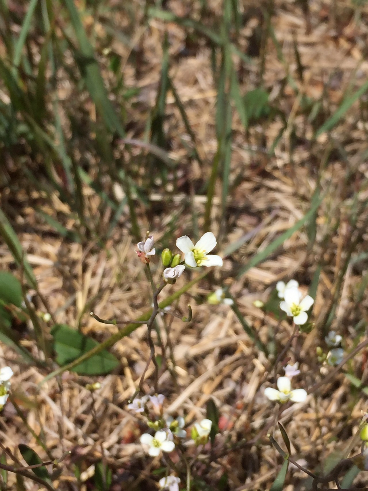 梅雨の晴れ間に編笠山 Yuko さんの八ヶ岳 赤岳 硫黄岳 天狗岳 の活動日記 Yamap ヤマップ