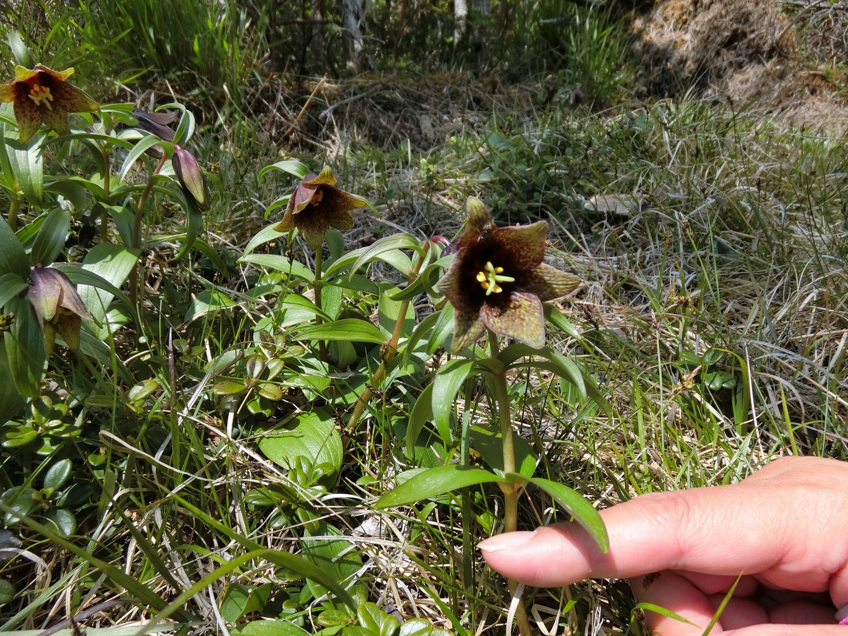梅雨の晴れ間に編笠山 めおと登山さんの八ヶ岳 赤岳 硫黄岳 天狗岳 の活動日記 Yamap ヤマップ