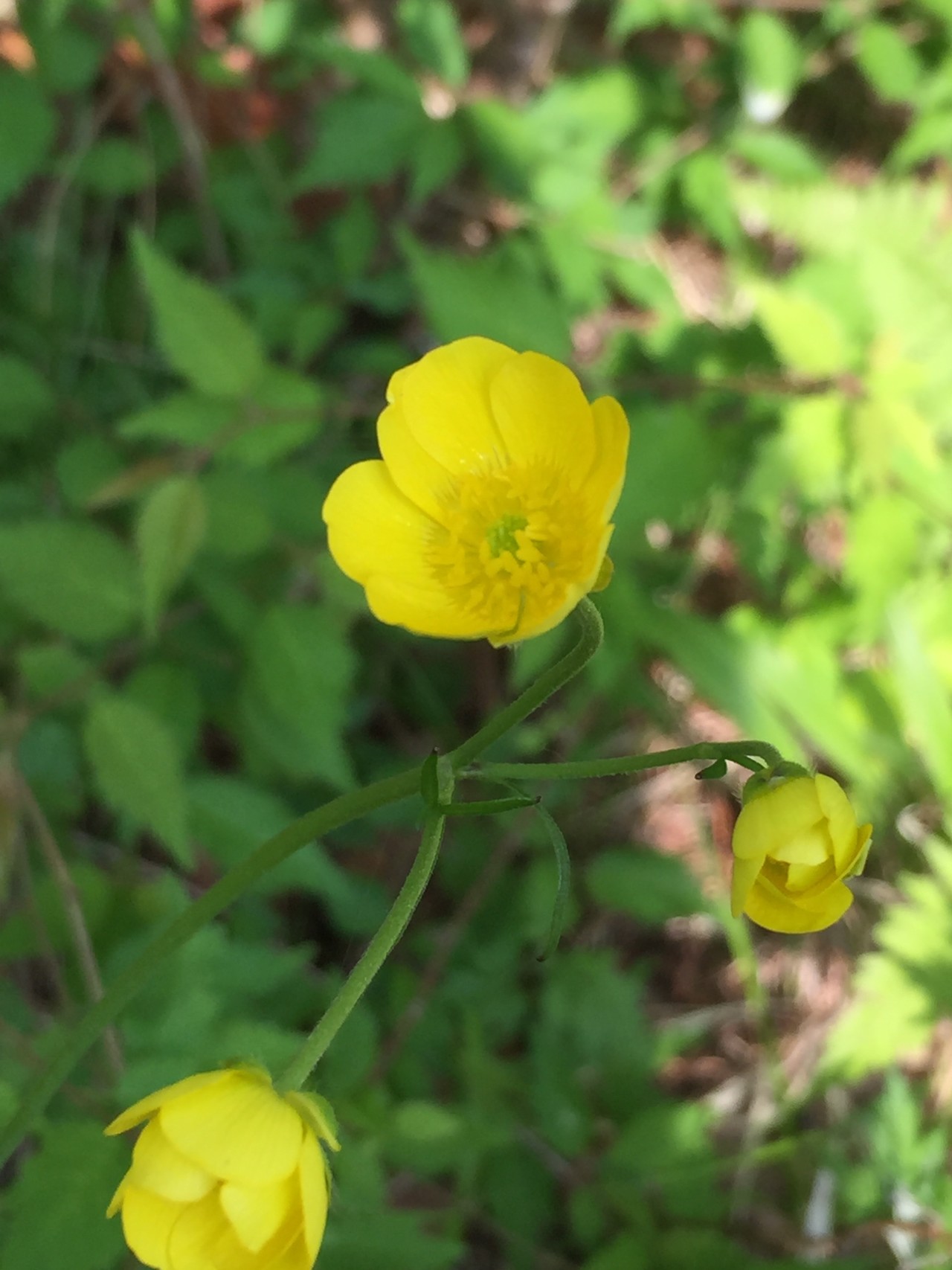 梅雨の晴れ間に編笠山 Yuko さんの八ヶ岳 赤岳 硫黄岳 天狗岳 の活動日記 Yamap ヤマップ