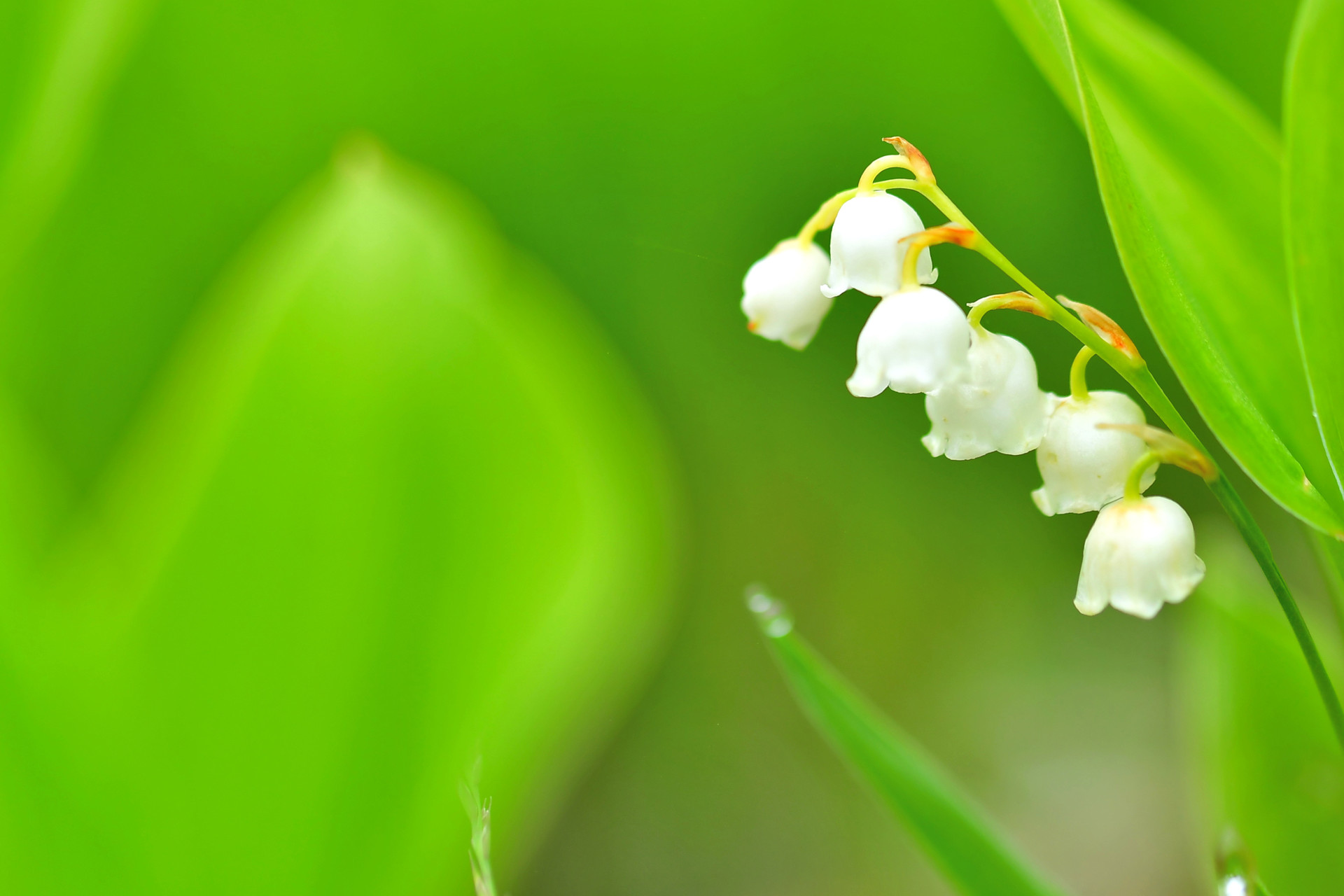 ニホンスズランが咲く入笠湿原 Kazutoさんの入笠山の活動データ Yamap ヤマップ