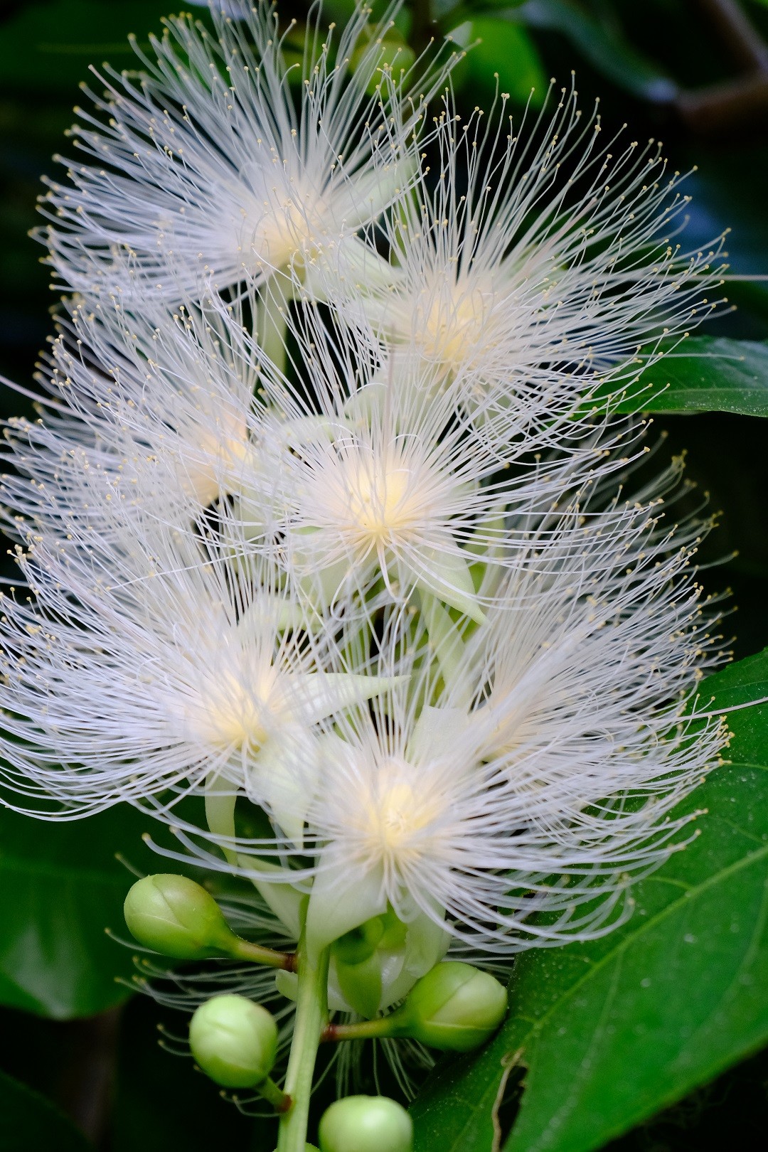 沖縄の西表島でスキューバダイビング 荘衛さんの西表島の活動日記 Yamap ヤマップ