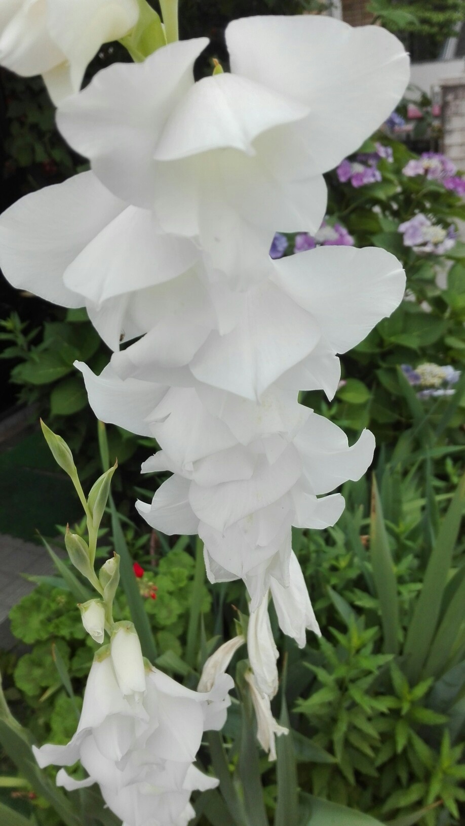 昨日は ボランティア活動が終った後 歩き足らずのため 用事にからめて ユルリ ウオーキング 毎回見つける花は 数知れず Momokeroさんの呉娑々宇山 高尾山 広島県 日浦山の活動日記 Yamap ヤマップ