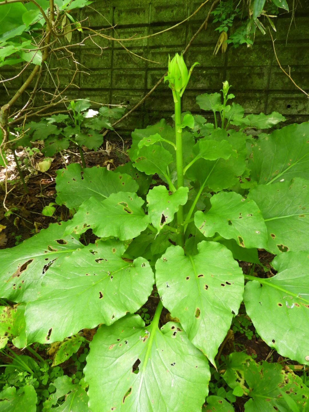 2泊3日で札幌行きました Siuriさんの野幌森林公園の活動日記 Yamap ヤマップ