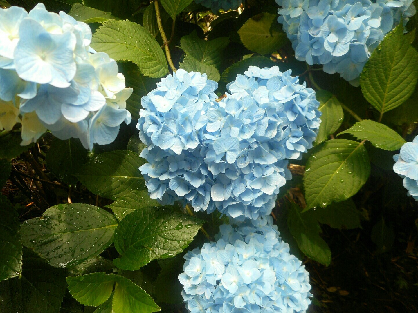 生駒山系 生駒山麓公園 ぬかた園地あじさいプロムナード 生駒ボルダ 17 No9 じゅりーさんの生駒山 神津嶽 大原山の活動データ Yamap ヤマップ