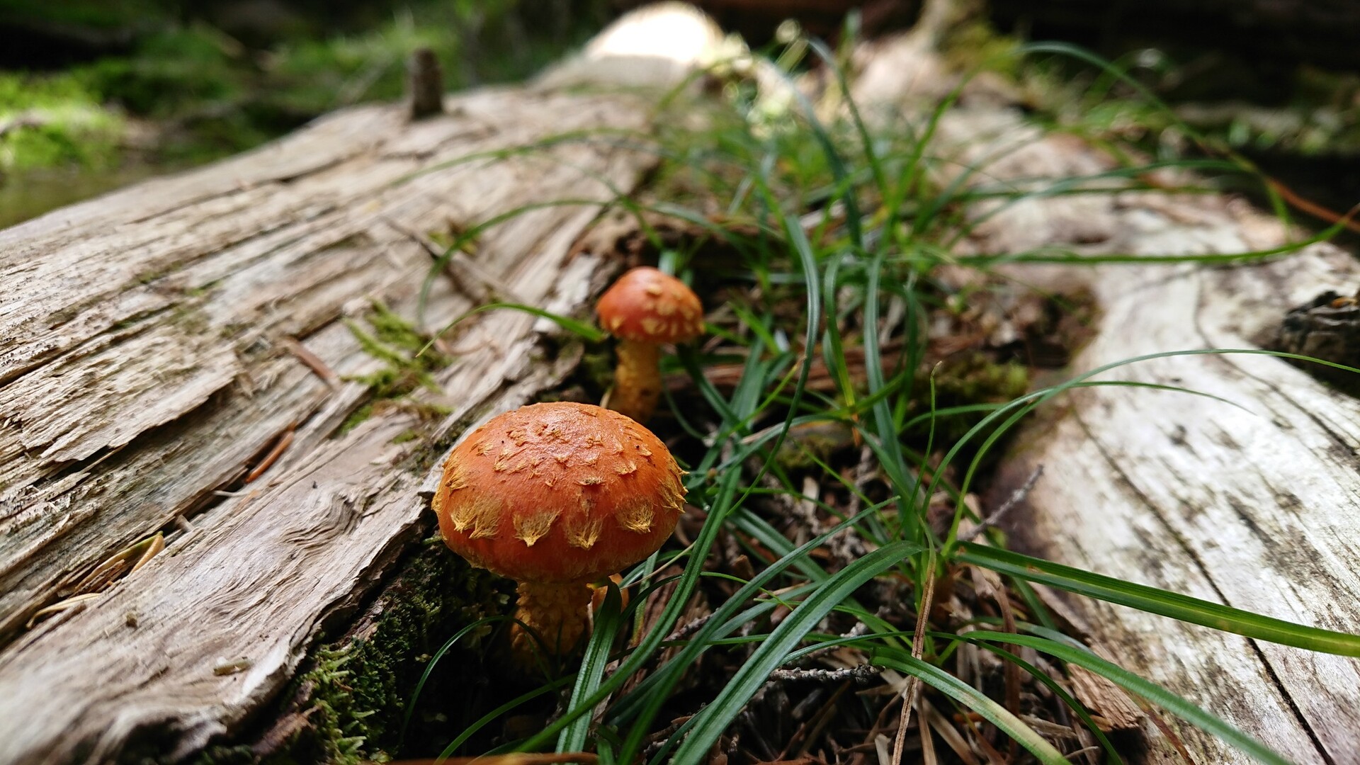 にゆう キノコと苔と大展望 Contaさんの八ヶ岳 赤岳 硫黄岳 天狗岳 の活動日記 Yamap ヤマップ