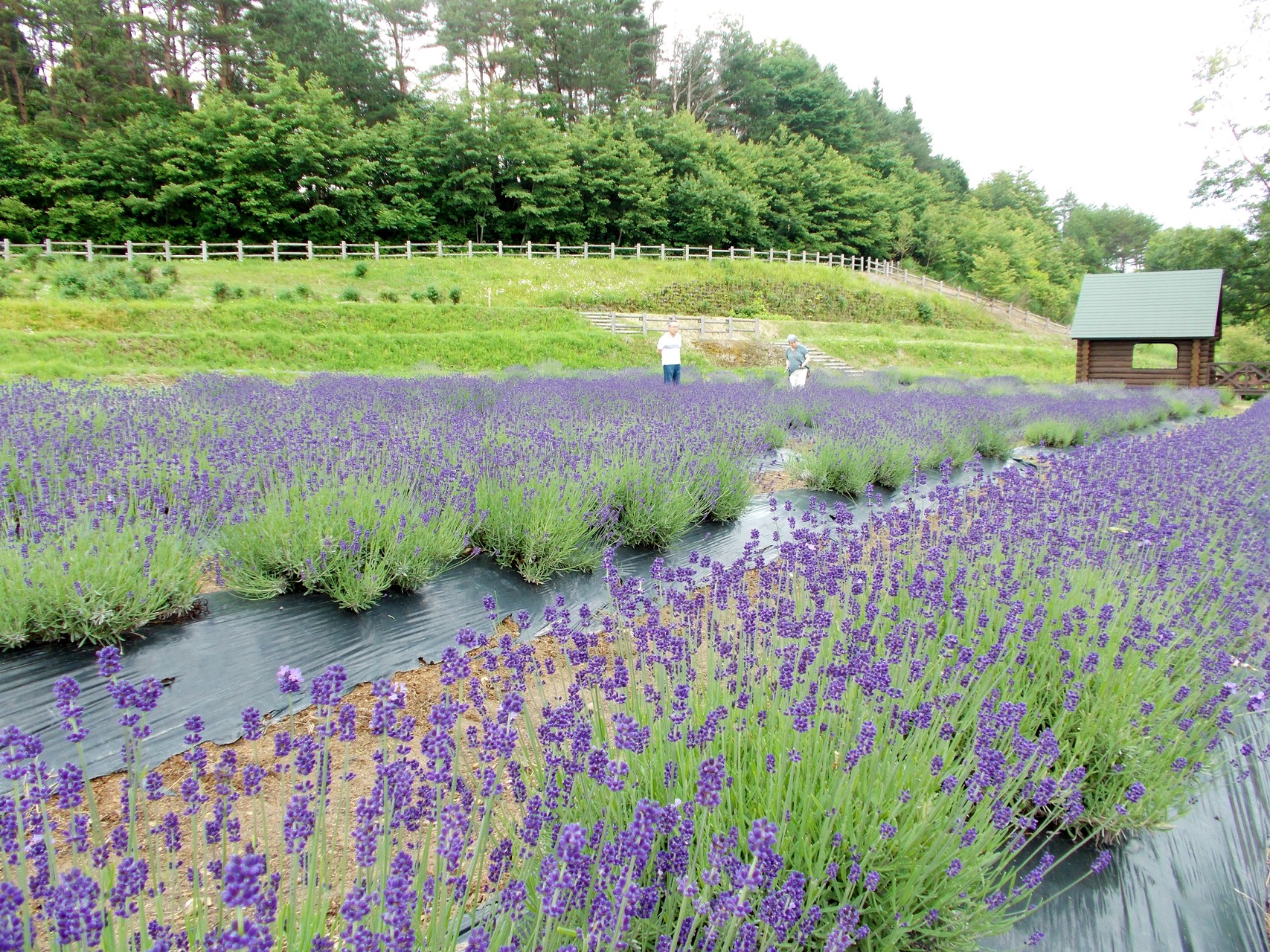 香りを届けられないのが残念です ラベンダーまつり 山辺町 でかたるさんの白鷹山 東黒森山 西黒森山の活動データ Yamap ヤマップ