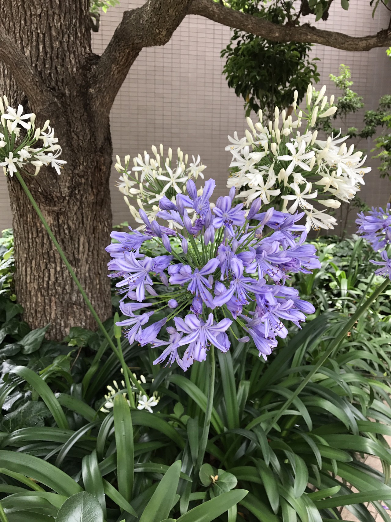 調布駅から向暑の神代植物公園へ ずおずおむさんの国分寺市の活動日記 Yamap ヤマップ
