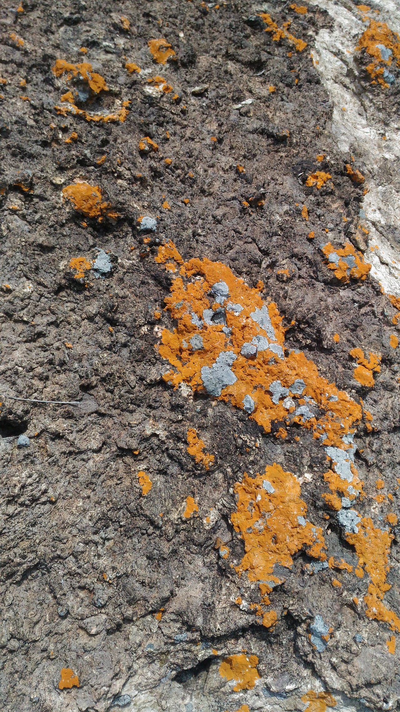 カキラン と紅山の黄色いカビゴンとの遭遇 野うさぎ銀次郎さんの小野アルプス 紅山 惣山 の活動日記 Yamap ヤマップ