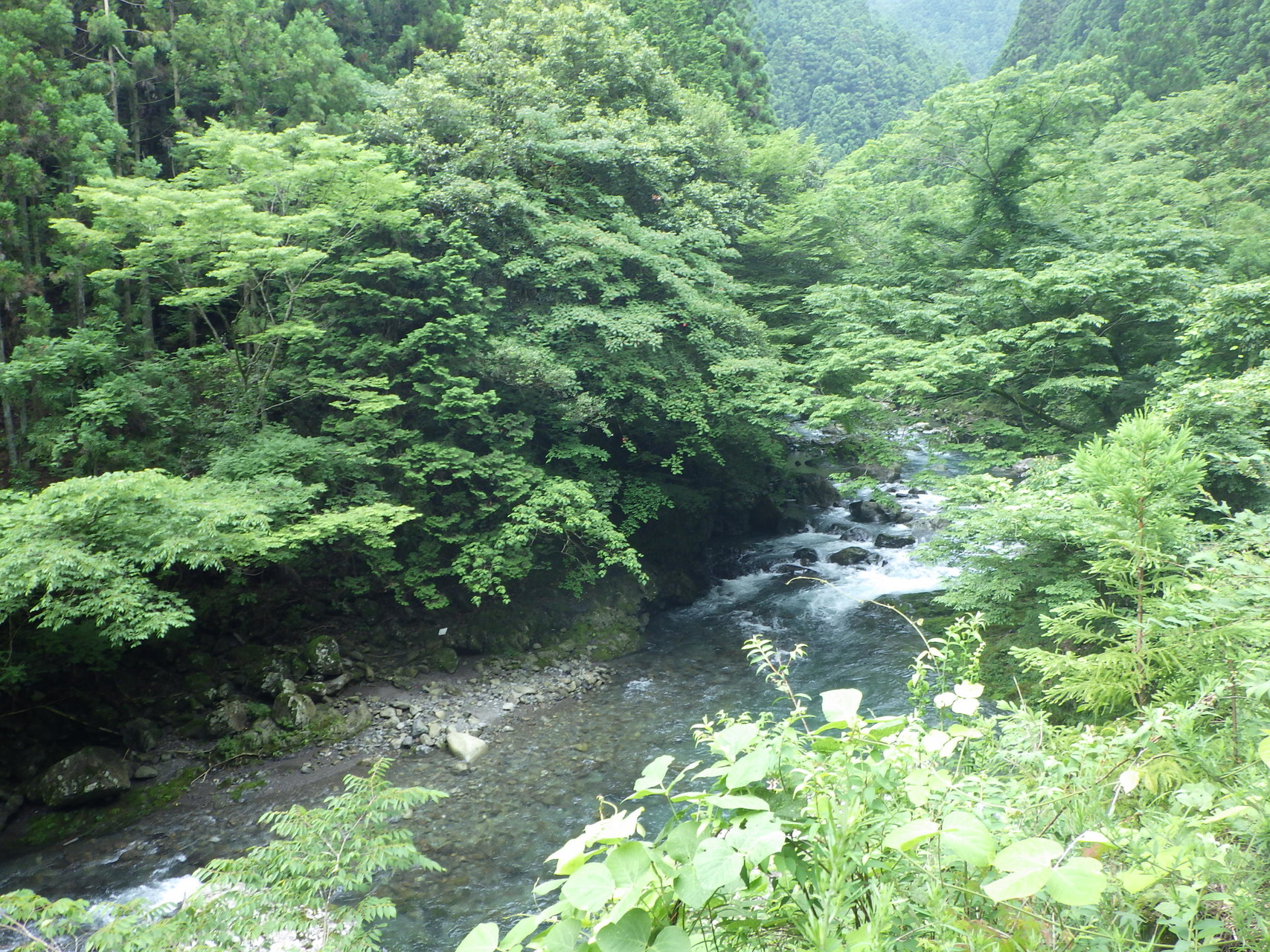 徳島県上勝町の山犬嶽へ しばさんの山犬嶽の活動データ Yamap ヤマップ