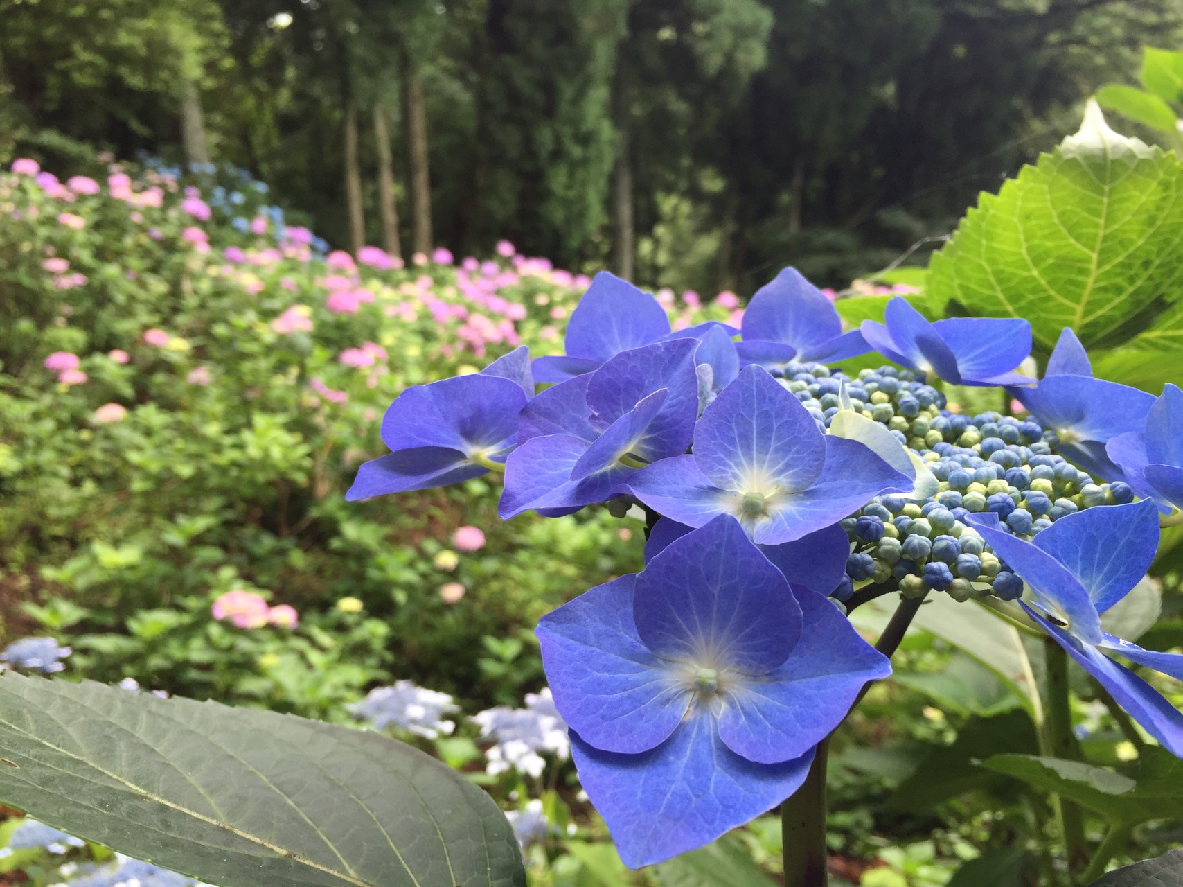 護摩堂山 あじさい園 うにさんの新潟市の活動データ Yamap ヤマップ